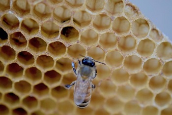 ミツバチはどのようにして精緻な巣をつくるのか？_1